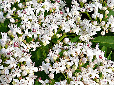 Click f&uuml;r gr&ouml;&szlig;eres Bild